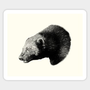 Wolverine portrait Sticker